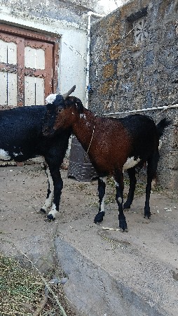 થંબનેલ 3