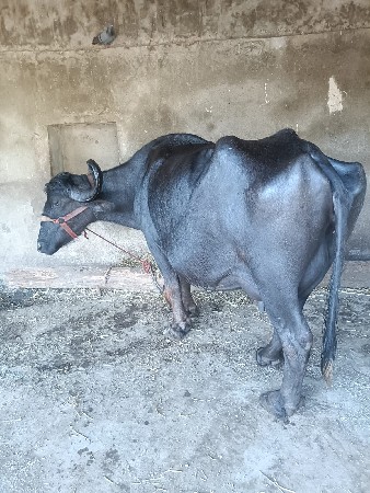 ભેંસ વેસવાની છે