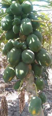 વેચવાનું