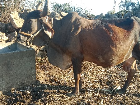 થંબનેલ 2