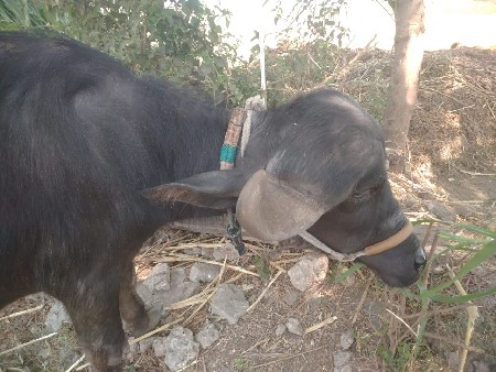 જાફરાબાદી ખળેલી બે અઢી વર્ષ  ૧