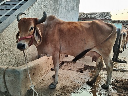 ગાય વેચવાની છે