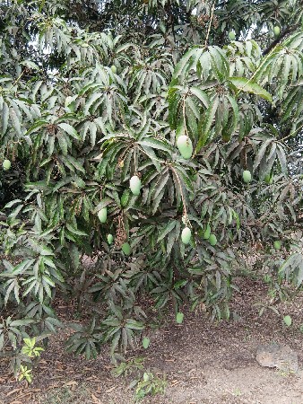 બગીચા નો ઈજારો આપવાનો છે