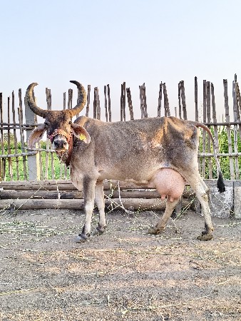 થંબનેલ 2