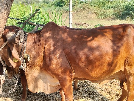 થંબનેલ 2