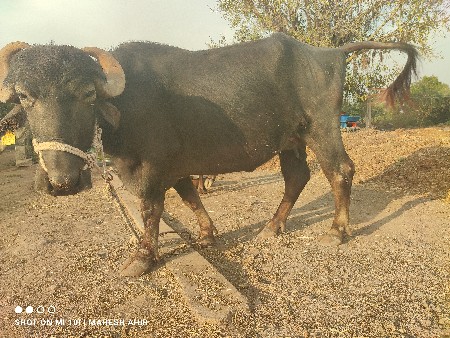 થંબનેલ 2