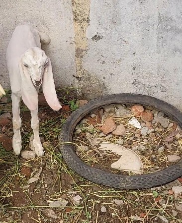 થંબનેલ 2