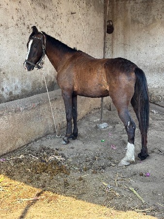 थंबनेल 2