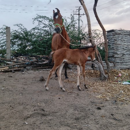 थंबनेल 3