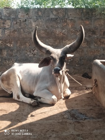 ગોધલો વેશવા નો છે