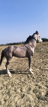 ઉંમર 4 વરસ દોડનો ઘોડો છે