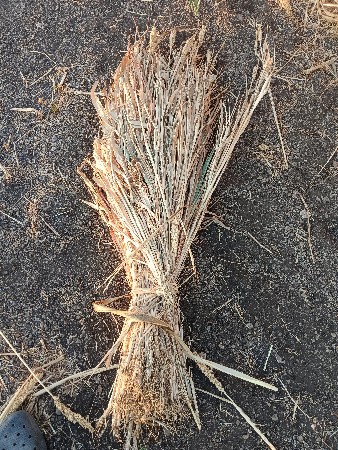 જુવારની નીરણ વેચવાની છે.