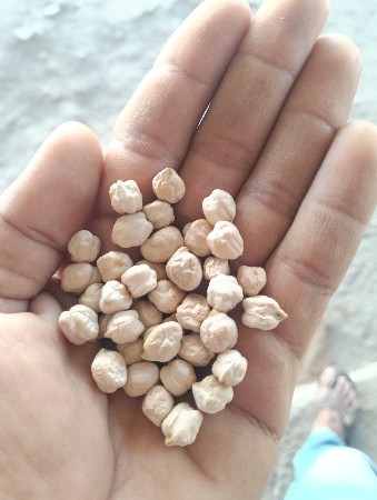 કાબુલી ચણા