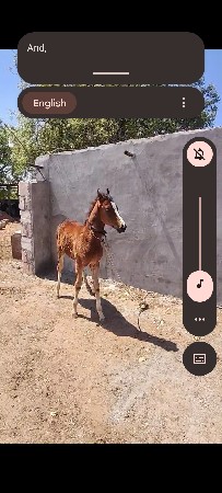 પંચકલિયાણ