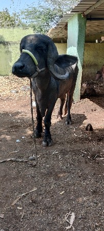 थंबनेल 3