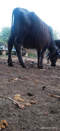 દોઢ વર્ષ નો પાડો વેચવાનો છે