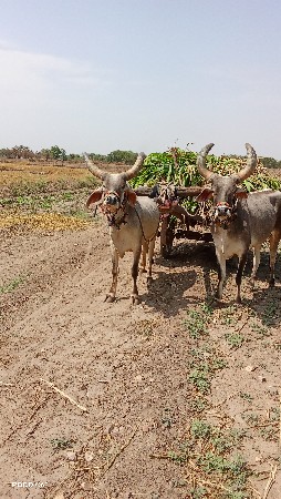 ગોઢલા વેચવાના છે