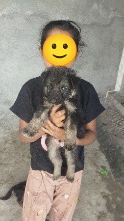 jarman shepherd dubel kot