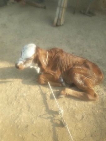 थंबनेल 3