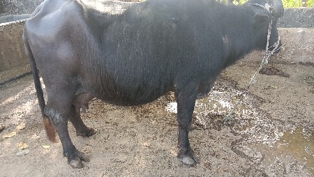 थंबनेल 2