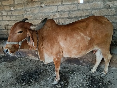 ગાય વેચવા ની છે