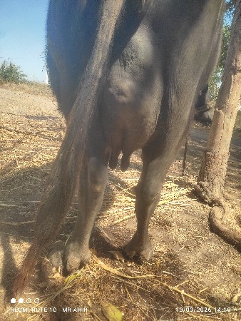 3 વેતર 6 લીટર દુધ છે