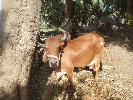 થંબનેલ 2