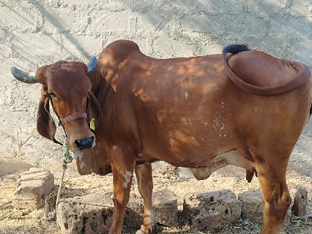 ગાય વેચવાની છે
