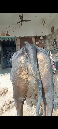 બે ગાય વેસવાની પેલા વેતર એક દશ