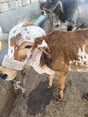 વાછડી વેચવાની છે