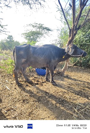 थंबनेल 2