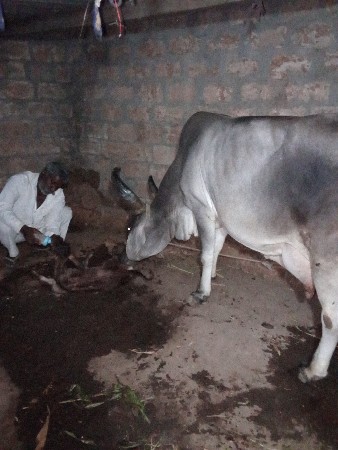 તુવેર નો ભુક્કો