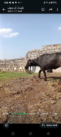 ઊંચાઈ લંબાઈ પૂરી કરેલી વેચવાની છે