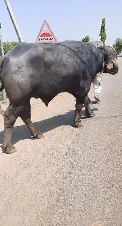 પાડો વેચવાનો છે