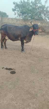 જર્સી ગાય વેચવાની શંકર