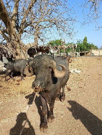 થંબનેલ 3