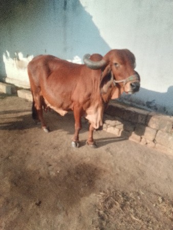 थंबनेल 2