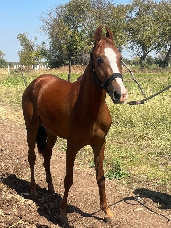 વછેરી ઘોડી વેચવાની છે