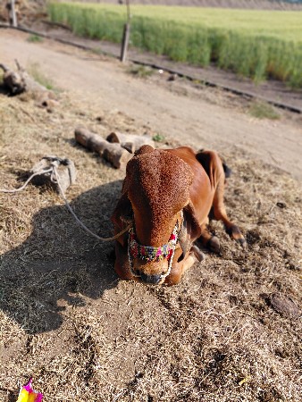 थंबनेल 3