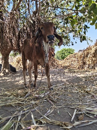 આ વાછડી વેચવાની છે