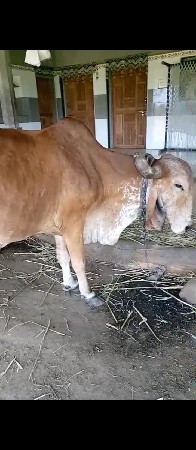 gir kabri cow