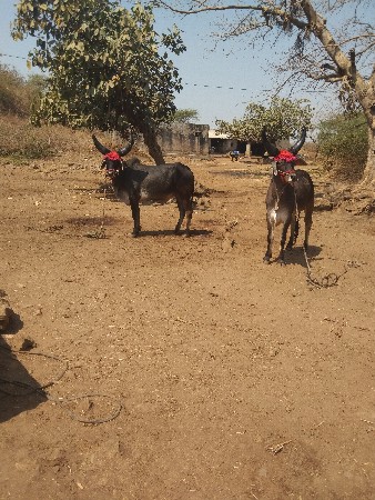 थंबनेल 3