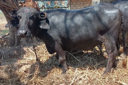 थंबनेल 2