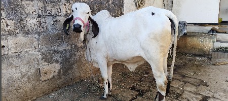 थंबनेल 3