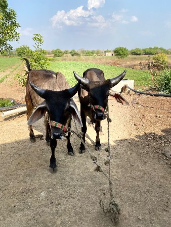 ગોઢલા વેચવાનાછે