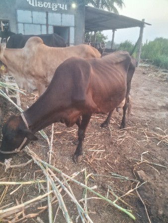 થંબનેલ 2