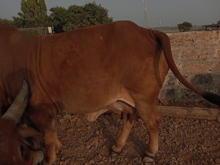 થંબનેલ 3