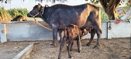 थंबनेल 2