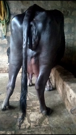 ભેંસ વેચવાની છે