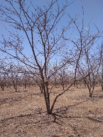 બાગાયત નડી વેચવાની છે